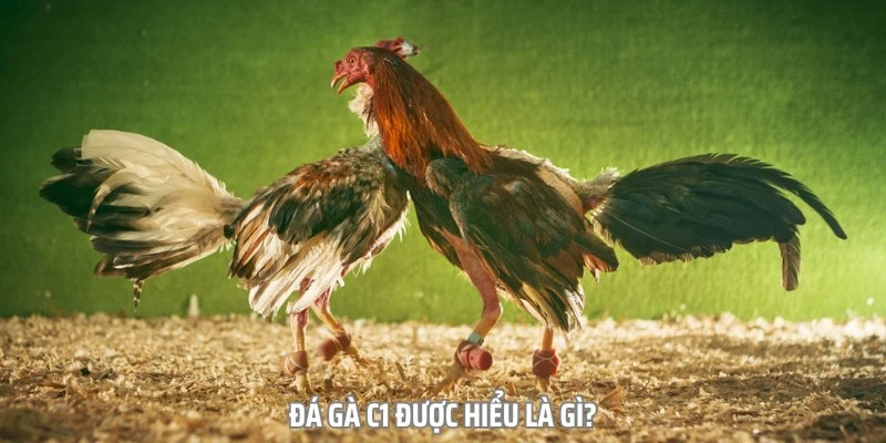 Đá gà C1 được hiểu là gì?