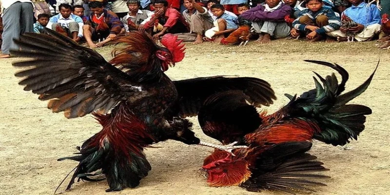 Đá gà cựa sắt siêu hấp dẫn