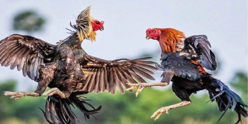 Đá gà C2 siêu hấp dẫn