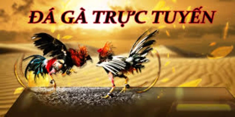 Đá gà S666 là gì?